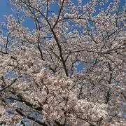 すず