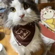 choco