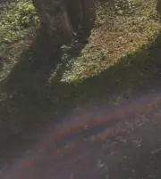 mikanの画像