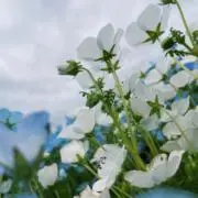 HYの画像