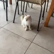 ぴっぴ