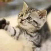 ミジュ