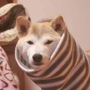 たーぼ
