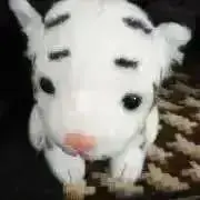 なぁちゃん。の画像