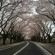 Mariの画像