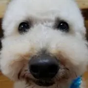 なんちゃん