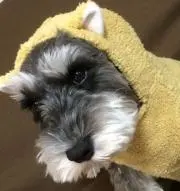 ミルクの画像