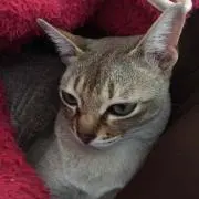ろっかさんの画像