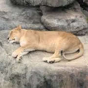 ふとんダルマの画像