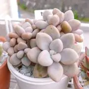 さくらの画像