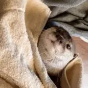Natsukoの画像