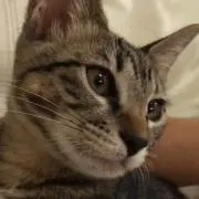 マッサー
