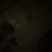 くも