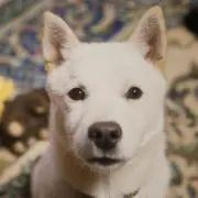 Whiteシロの画像