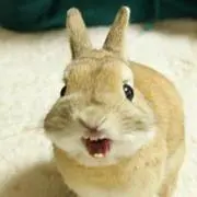 うさぎの画像