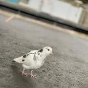 Nicobellの画像