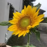 しおの画像