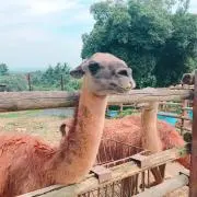 4040の画像