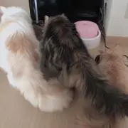 コー