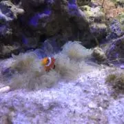 cynarinaの画像