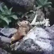 【即購入OK】kinoの画像