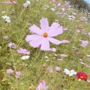 chiki★即購入可★売り尽くし！の画像