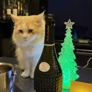 にゃんこす（プロフィール読んで下さい）の画像