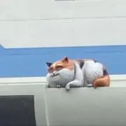 なんの画像