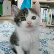 あおむぎ。