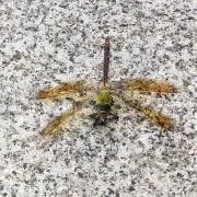 だんじりRの画像