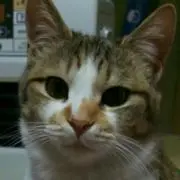にゃんころもちの画像