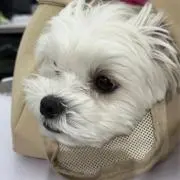 ぴぴゃの画像