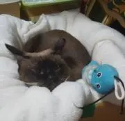 兎1ᕱ⑅ᕱ・猫1(ฅ•.•ฅ)