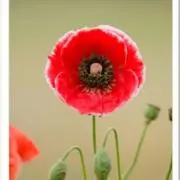 poppyの画像