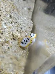 曙牡丹の画像