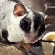 はのっく