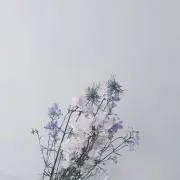 ポチャッコの画像