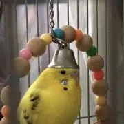 おくらの画像