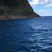 みかんの画像