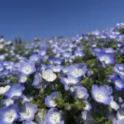さくらの画像