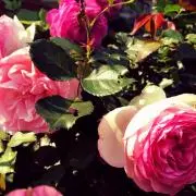 美桜の画像