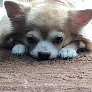 はなこ