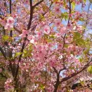 桜の画像