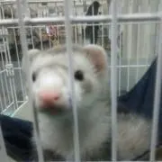 ひゃお