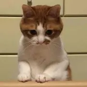 まあにゃんこ