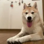 サキの画像