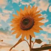 ひまわりの画像
