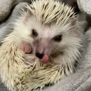 ききの画像