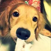 こつぶの画像