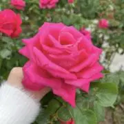 ❤︎の画像